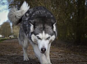 Wolf Personality