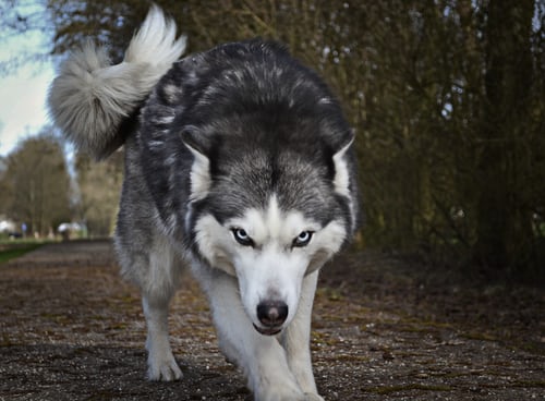 3 Major Wolf Personality Types | Know More About It! - How I Got The Job