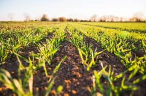 Is Agriculture A Good Career