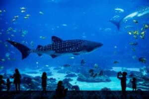 AQUARIST COVER LETTER: ALL YOU NEED TO KNOW ABOUT AQUARIST COVER WRITING