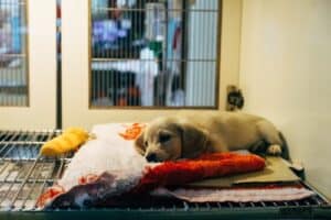 Vet School Interview Questions
