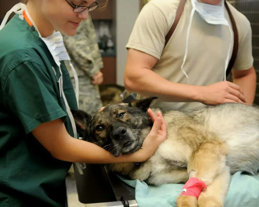Who exactly is a Veterinary Assistant?