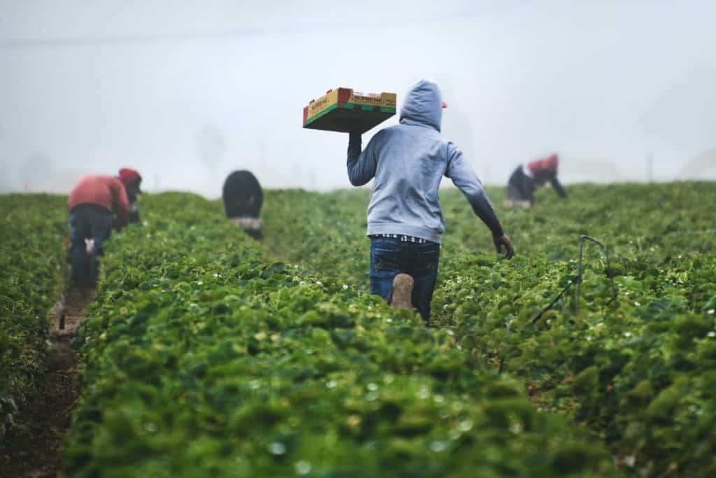 Farming As A Career 