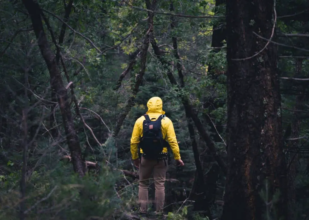 Is Forestry A Good Career?