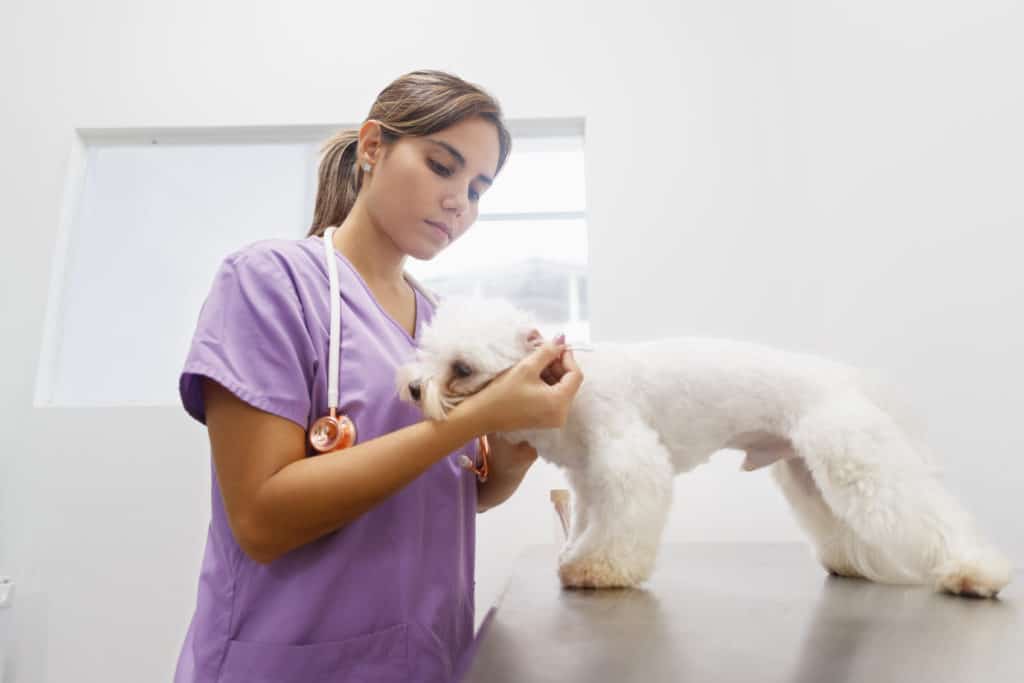 What To Wear To A Kennel Interview