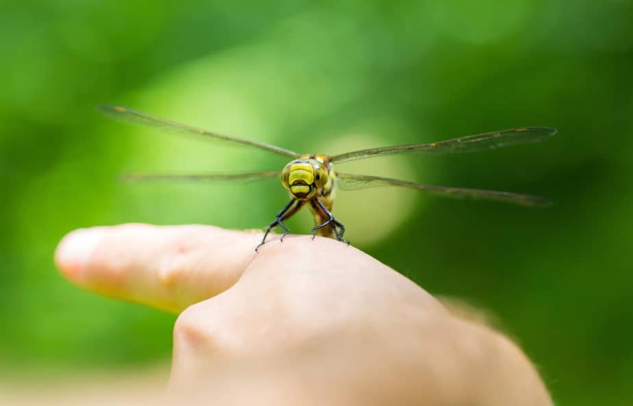 Who is the person who studies bugs? How to become an entomologist?