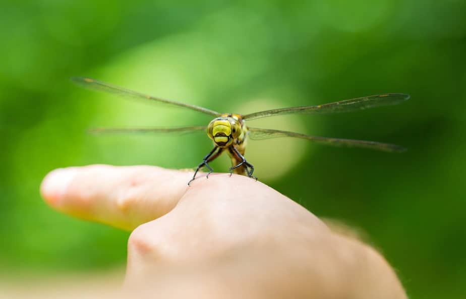 What We Call A Person Who Studies Insects