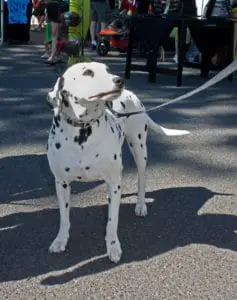 Are the dogs in 101 Dalmatians Real?