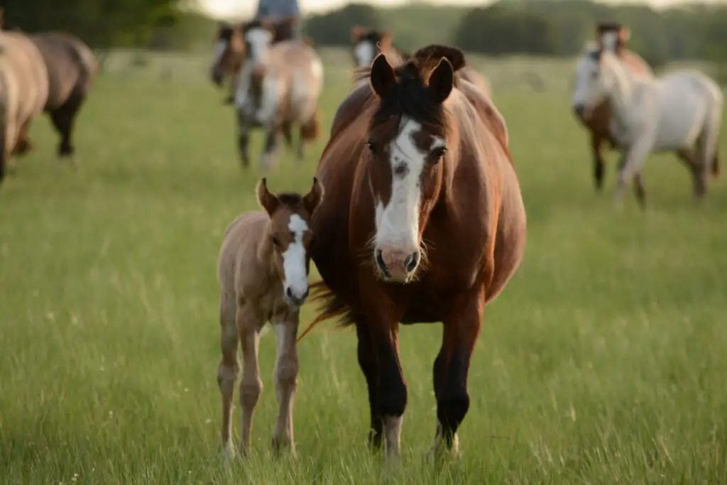 Salaries For Horse Breeder