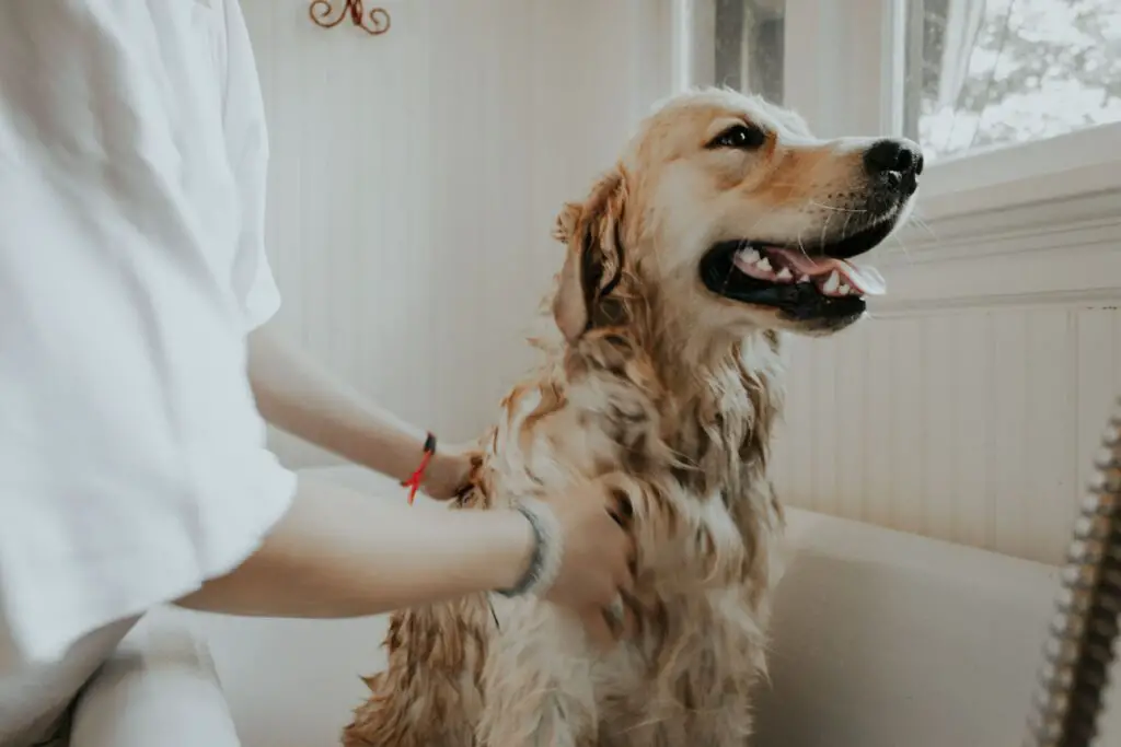 Dog Grooming Salary Uk