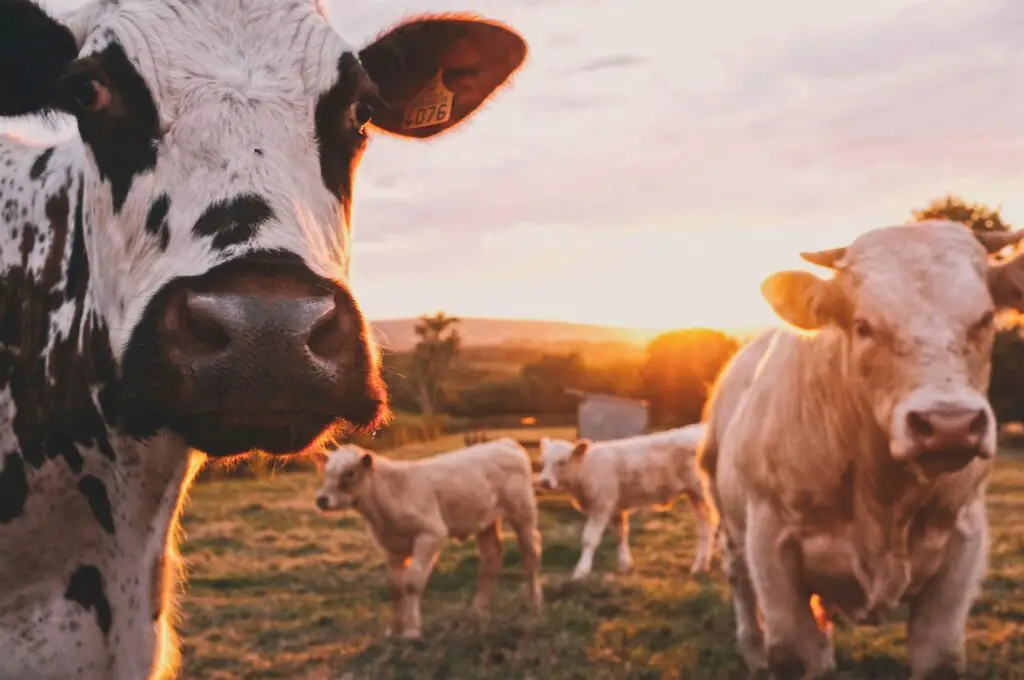 How Many Cows Can a Semi-Haul?