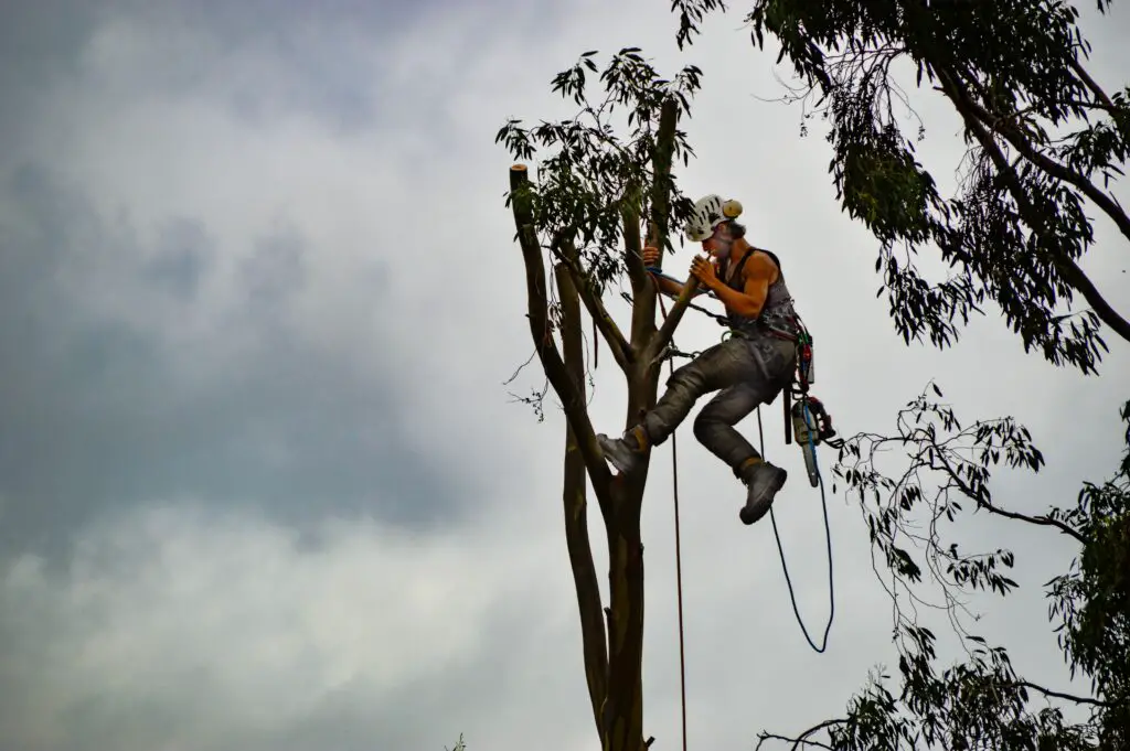 How To Become An Arborist?