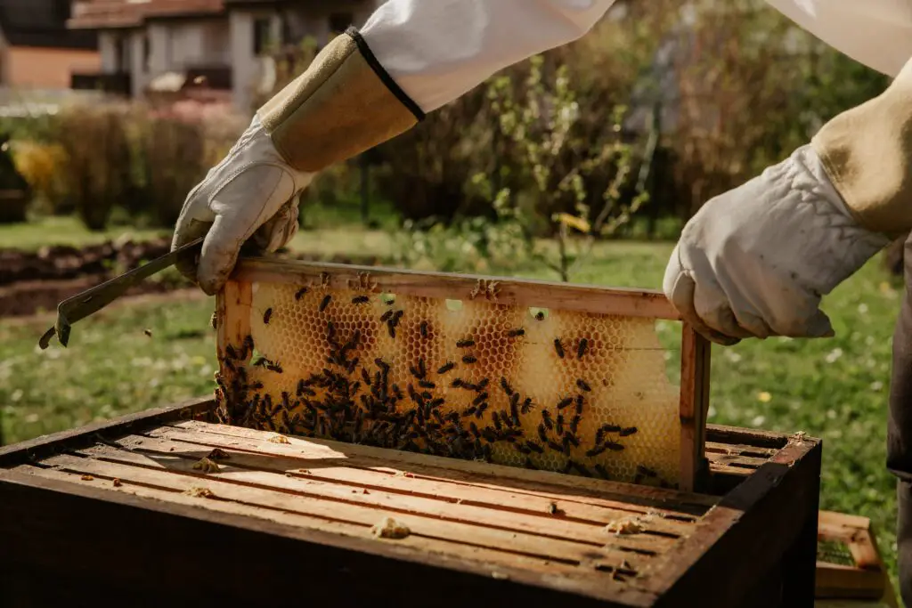 Beekeeper Resume