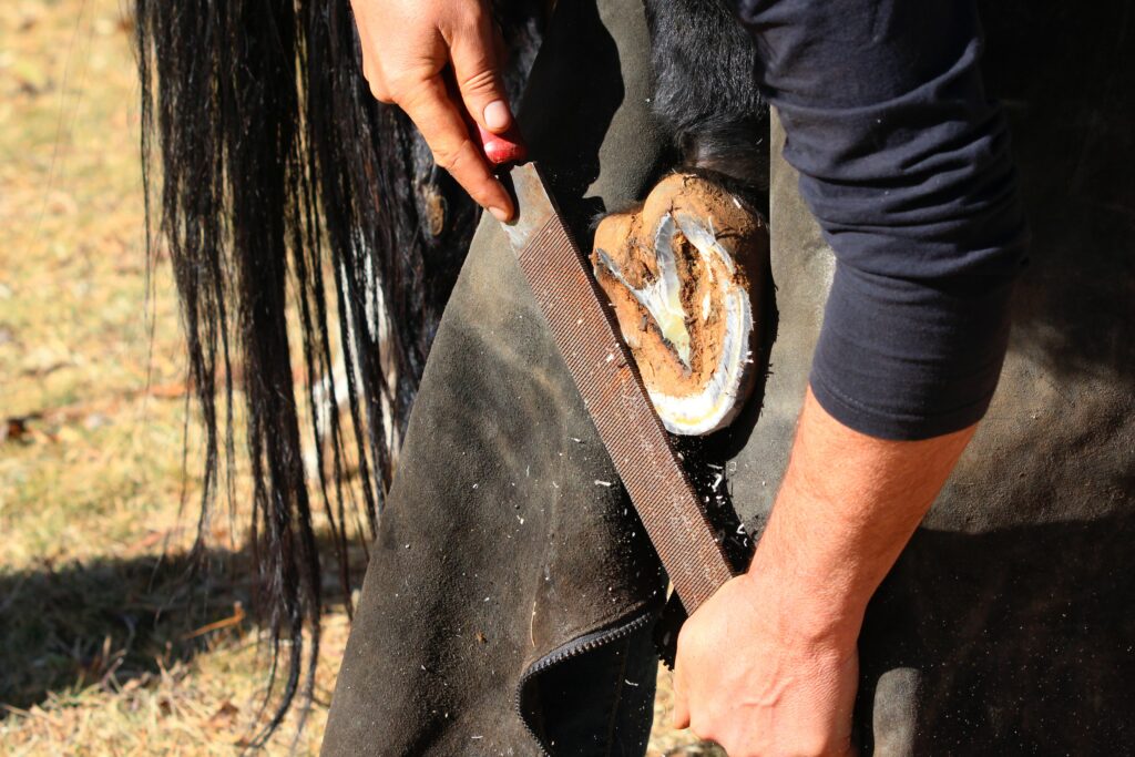 Salaries For Hoof Trimmers